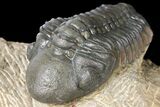 Reedops Trilobite - Atchana, Morocco #131337-3